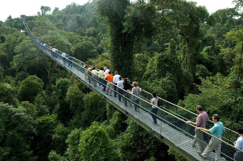 Cây cầu treo Treetop Walk (Ảnh: Singapore Tourism Board)