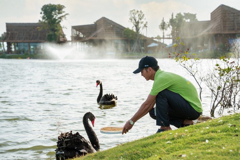 Anh Tích chăm sóc thiên nga tại Eco Central Park